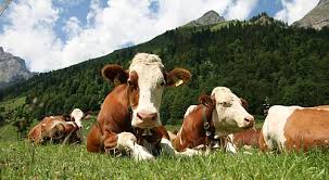 Otvoren 3. LAG Natječaj za tip operacije 1.1.4. „Restrukturiranje, modernizacija i povećanje konkurentnosti poljoprivrednih gospodarstava  “  sukladan TO 4.1.1.  iz PRR RH 2014.- 2020.